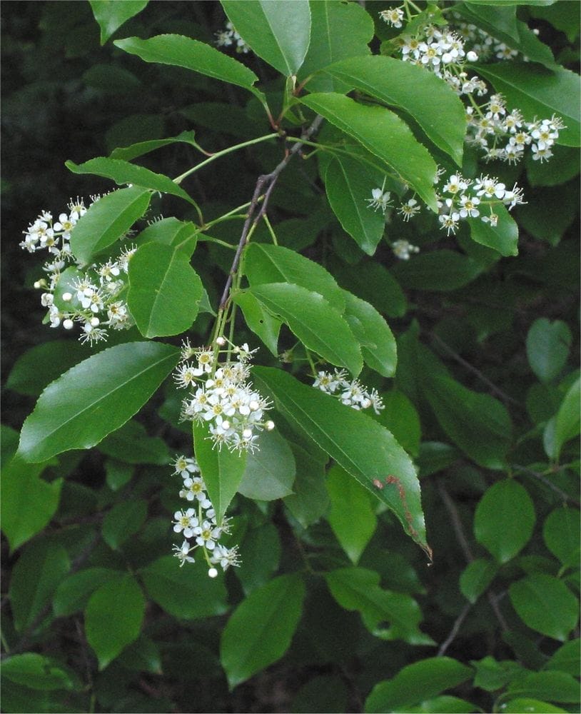 Padus serotina
